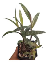 Comprar 1 Planta Ledebouria Socialis Lirio De Leopardo