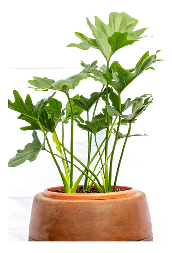 Philodendron Bipinnatifidum Planta Tropical Decorativa