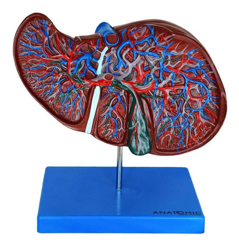 Figado Humano Anatomic TZJ-0324-B