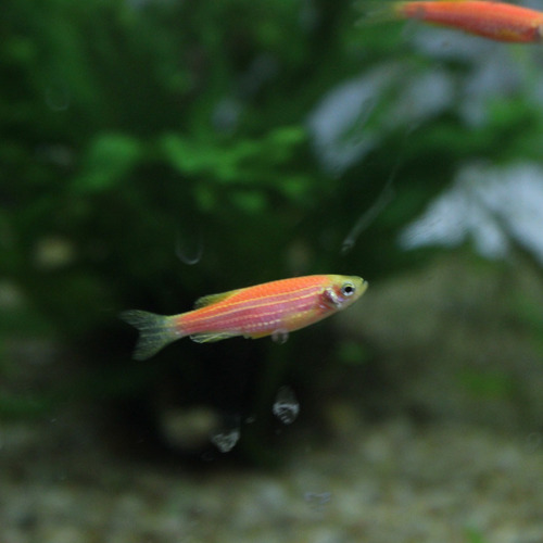 Peces Tropicales Banderita Fluor O Danio E Acuario Acuaworld