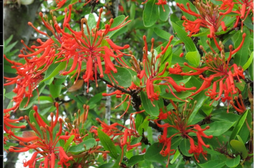 Semillas Notro, Arbol Nativo (embothrium Coccineum)