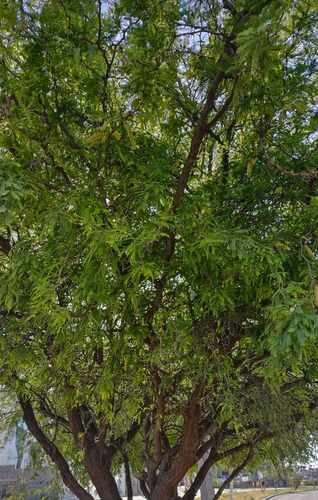 Mezquite, Prosopis Glandulosa, 500 Semillas, Nv