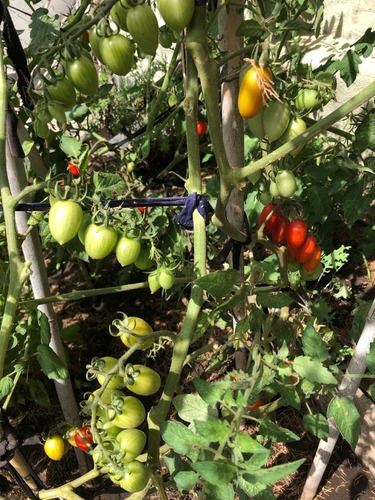 40 Semillas De Tomate Cherry Racimo Rojo Alargado