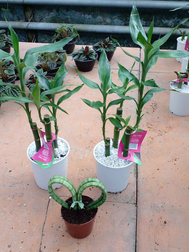 Planta Vara Bambú!!!