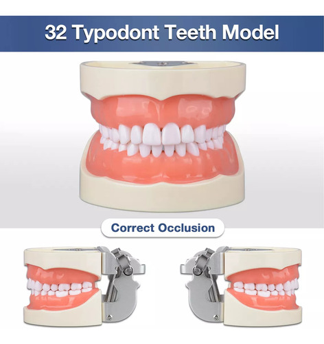 Typodont Modelo De Dente Com 32 Dentes Removíveis