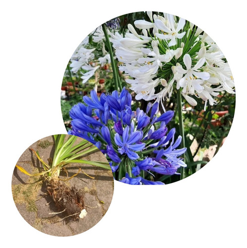 Bulbos De Agapanthus Lirio Africano Azul-blanco Gigantes X2