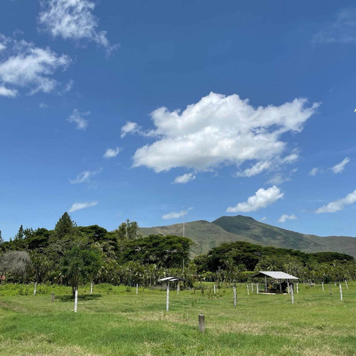 Imagen 6 de 8 de Finca En Venta En Tinaquillo