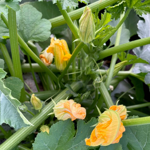 Quantum Flower Npk. 5-22-22 Especialfloración 5kg Agrinova