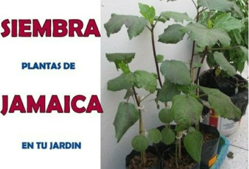 Semillas De Jamaica Libra 