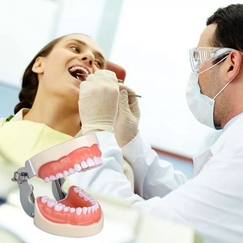 Typodont Modelo De Dente Com 32 Dentes Removíveis