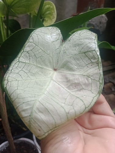 Caladium Americano Branco Neve