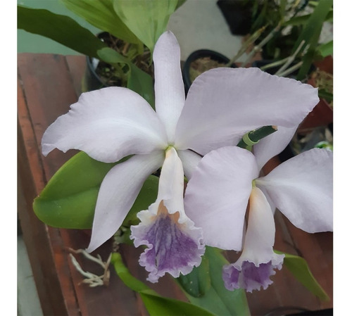 100 Sementes De Orquídea Cattleya Labiata | Parcelamento sem juros
