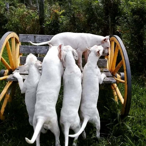 Dogo Argentino