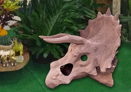 Dinossauro Crânio Cabeça Triceratops Aluguel Decoração Festa