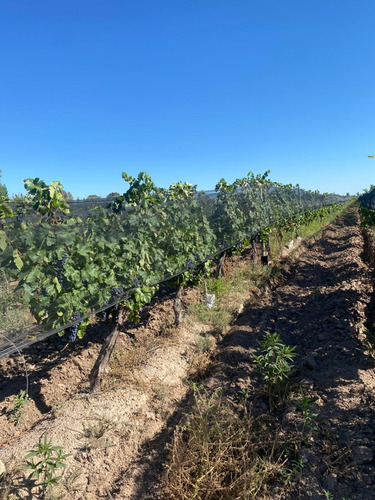 Venta De Finca Productiva En La Heras 31 Hs De Viñedos Y Riego Por Goteo