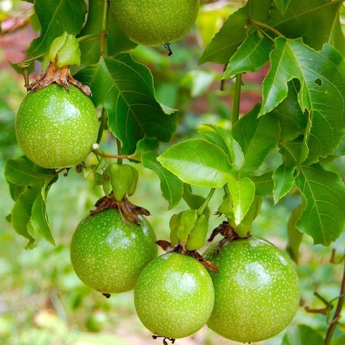 50 Semillas De Passiflora Murciélago