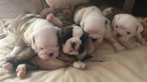 Imagen 5 de 7 de Hermosos Bulldog Ingles