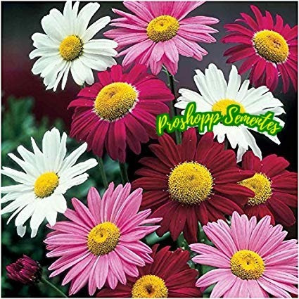 400 Sementes Da Flor Piretro Hibrido Mix Parece Margarida