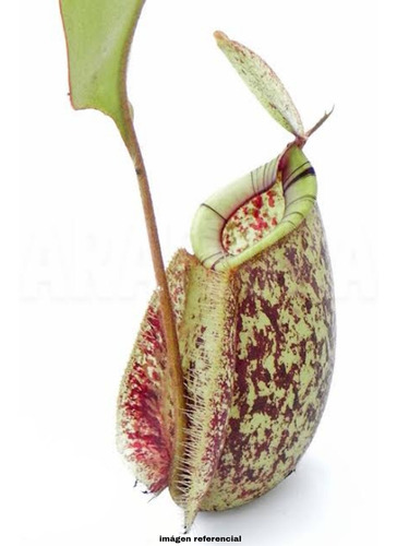 Nepenthes Hookeriana, Plantas Carnívoras - Paraíso Carnívoro