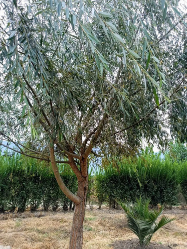 Excelente Terreno 3600 M2 Vi Región (177158)