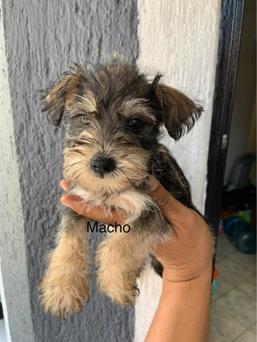 Schnaucer, Schnauzer