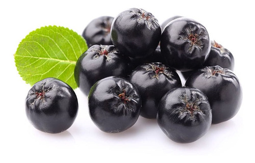 Sementes De Blueberry Gigante Chokeberry Aronia Melanocarpa