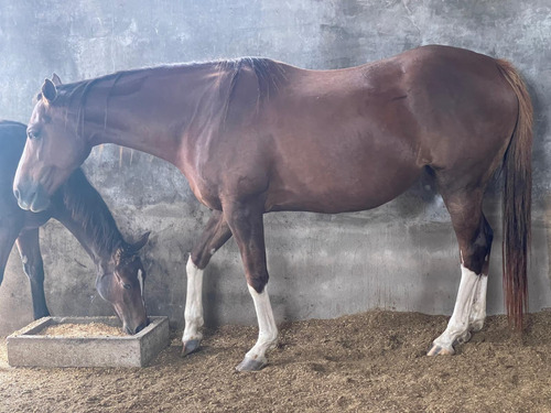 Yegua Madre Pura Sangre De Carreras, 7 Años