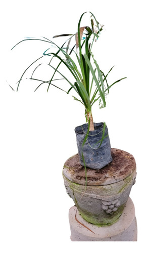 Planta Cactus Pata Elefante