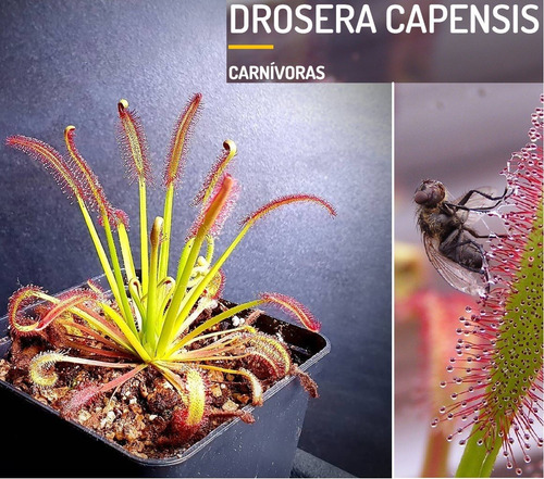 Planta Carnívora Drosera Capensis Insectivora Autentica