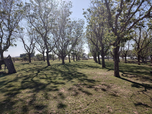 Imagen 16 de 17 de Campo - Timbues Jose Maria