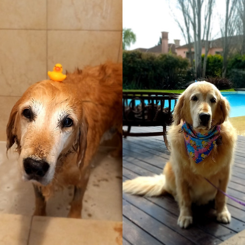 Imagen 7 de 9 de Peluqueria Canina A Domicilio Countrys (zona Norte)