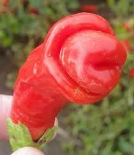 Peter Pepper/Penis Pepper - 0,4 g + - 80 semillas