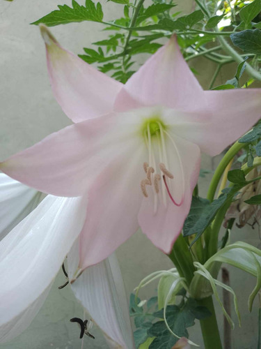 Bulbo De Crinum - Crino