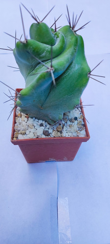 Stenocereus Pruinosus Spiralis