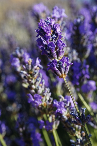 Jabón Karité Lavanda - L'occitane