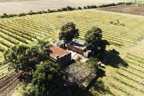 Chacra Venta 3,7 Has Viñedos Casa Antigua A Reciclar Carmelo