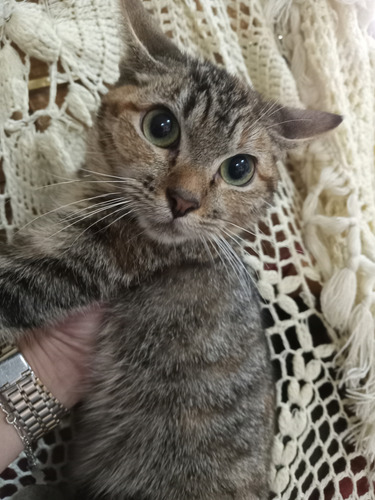 Gatita Atigrada Cruza De Bengalie Con Maine Coon