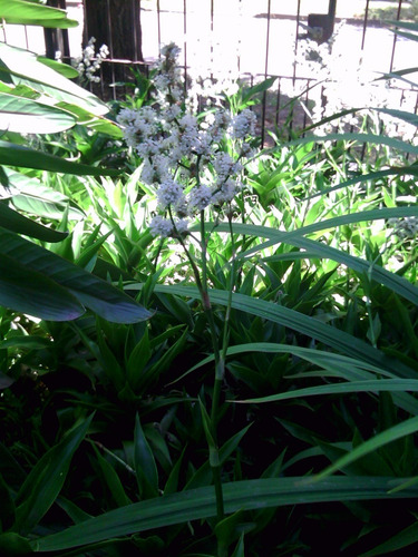 Callisia Fragans Esqueje Para Plantar
