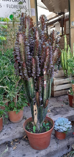 Imagen 2 de 3 de Cactus Coleccionables