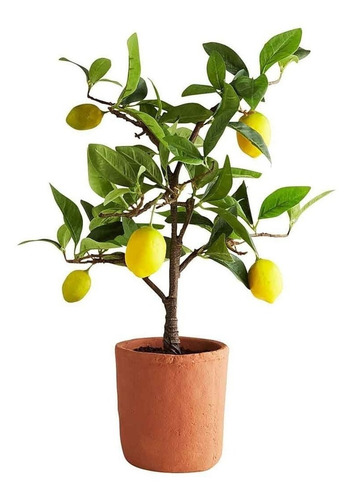 Arboles Frutales Injerto Limón Persa Eureka Tequilero Colime