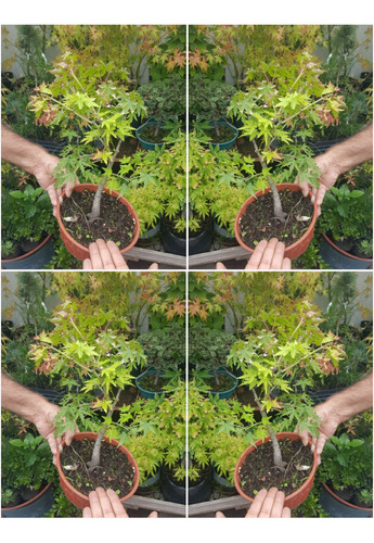 Planta Caducifolia Cultivo Ornamental. Floracion Primaveral.