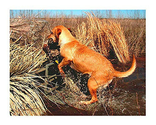 Brand: Great Day Load-a-pup Hd
