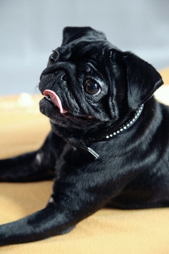 Cachorro Pug Carlino Negro!! 12