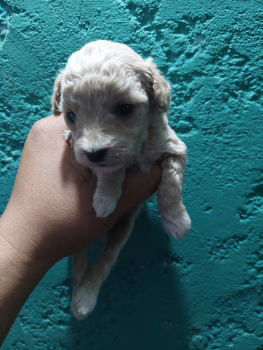 Imagen 2 de 10 de Caniches Toy Vendo O Permuto
