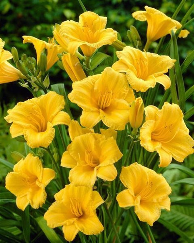 Planta Hermelocallis O Azucenas(hermelocallis)