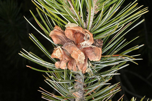 100 Grs De Semillas De Pinus Cembroides -  Piñon Mexicano