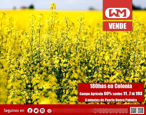 Venta Campo Carmelo Colonia 180 Has 95% Agrícolas Alta Rentabilidad A Minutos De Puerto Nueva Palmira