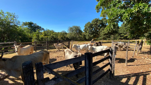 Venda De Fazenda Com Estrutura Completa Potencial Produtivo