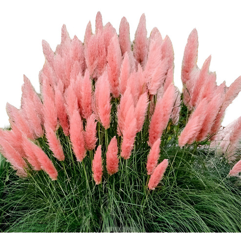 Cortadera Selloana Pink X 3 Plantas Envio Gratis