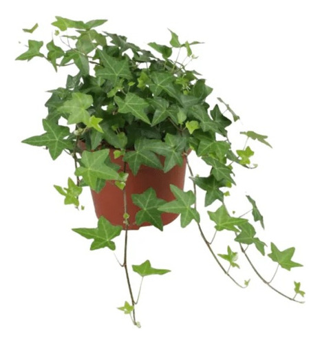 Planta Planta Trepadora Como Se Llama